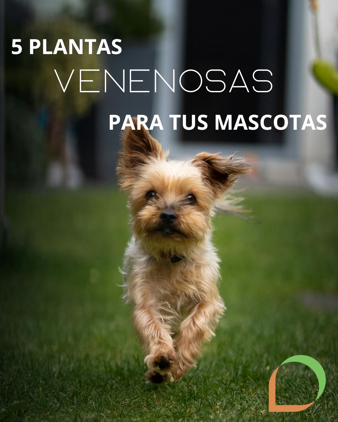 Perro corriendo por jardín