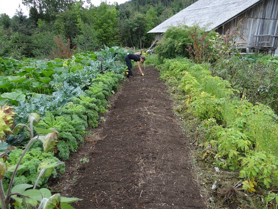 Huerto de hortalizas y verduras