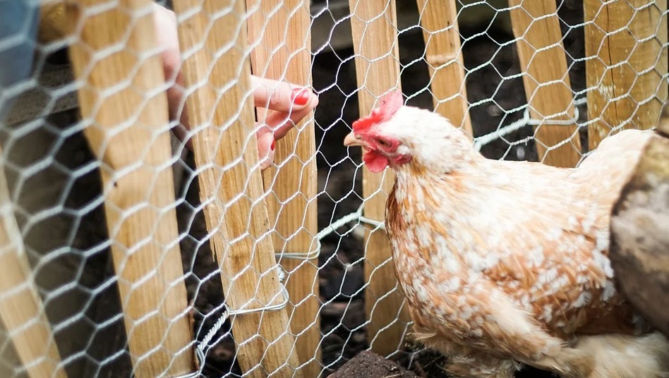 Gallina encerrada en jaula metálica