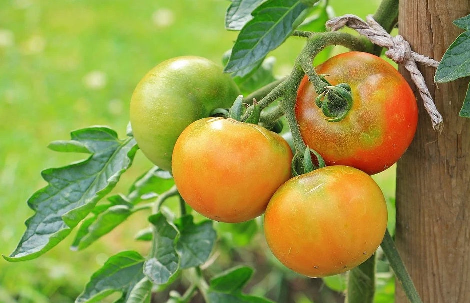 ¿Necesitas entutorar plantas en tu huerto o en tu jardín? Confía en GARDEN WEB