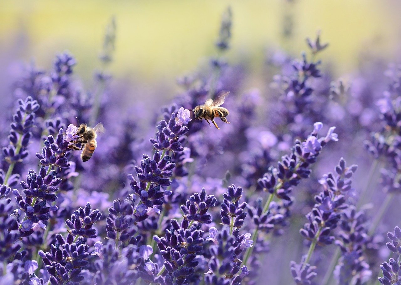 Lavanda polinizada por abejas