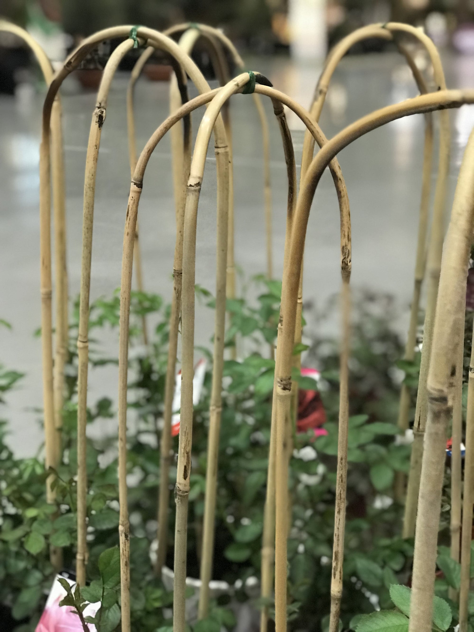 Tutores de bambú con forma de arco