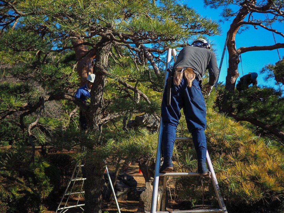 Hombre subido en escalera podando pino