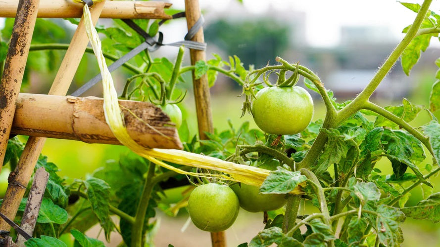 Tomatera entutorada con cañas de bambú