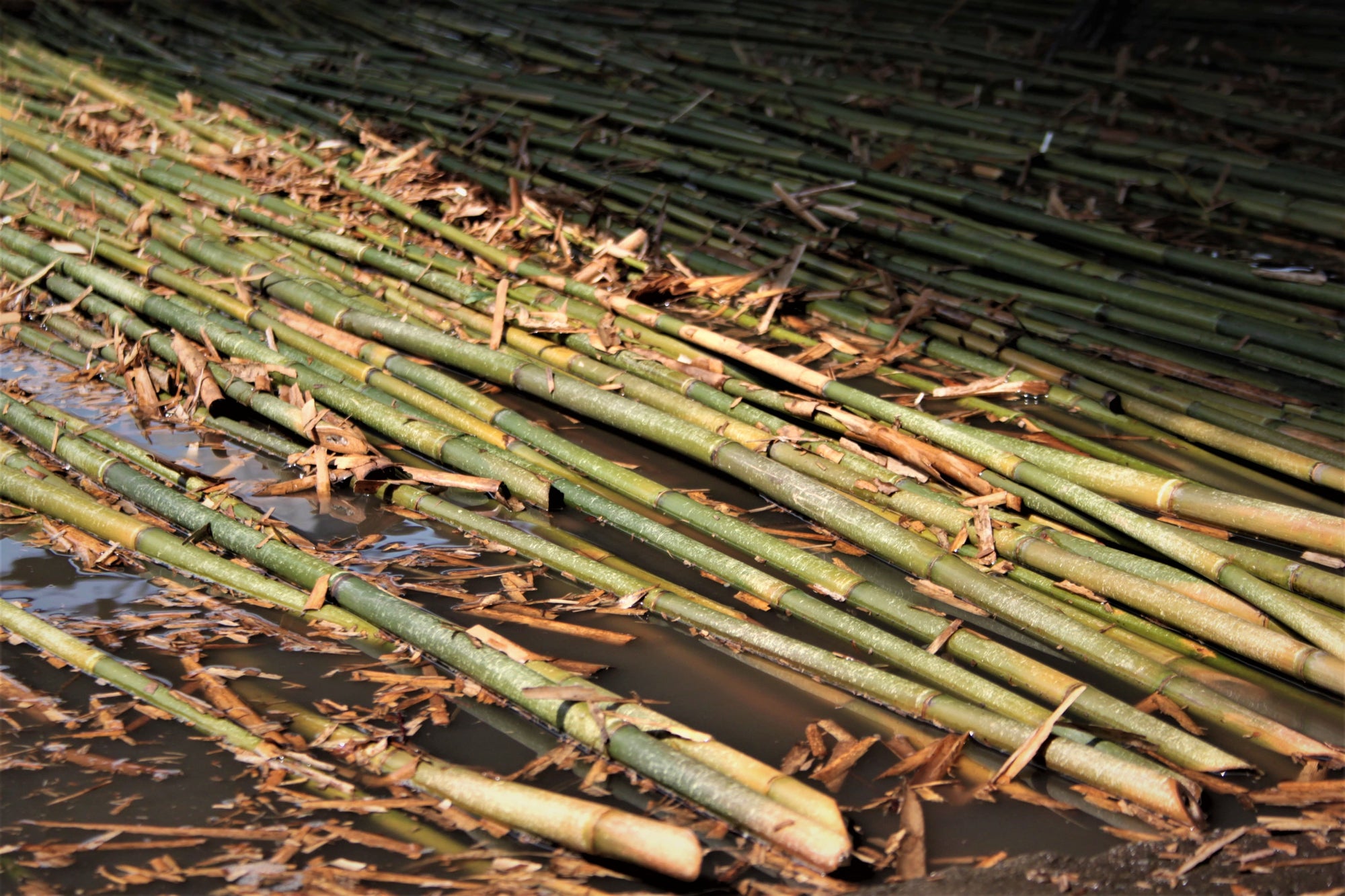 Cañas de bambú verdes