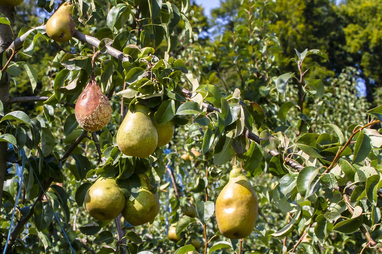 Peras podridas en árbol