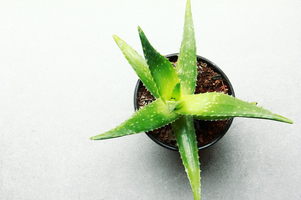 Planta de aloe vera