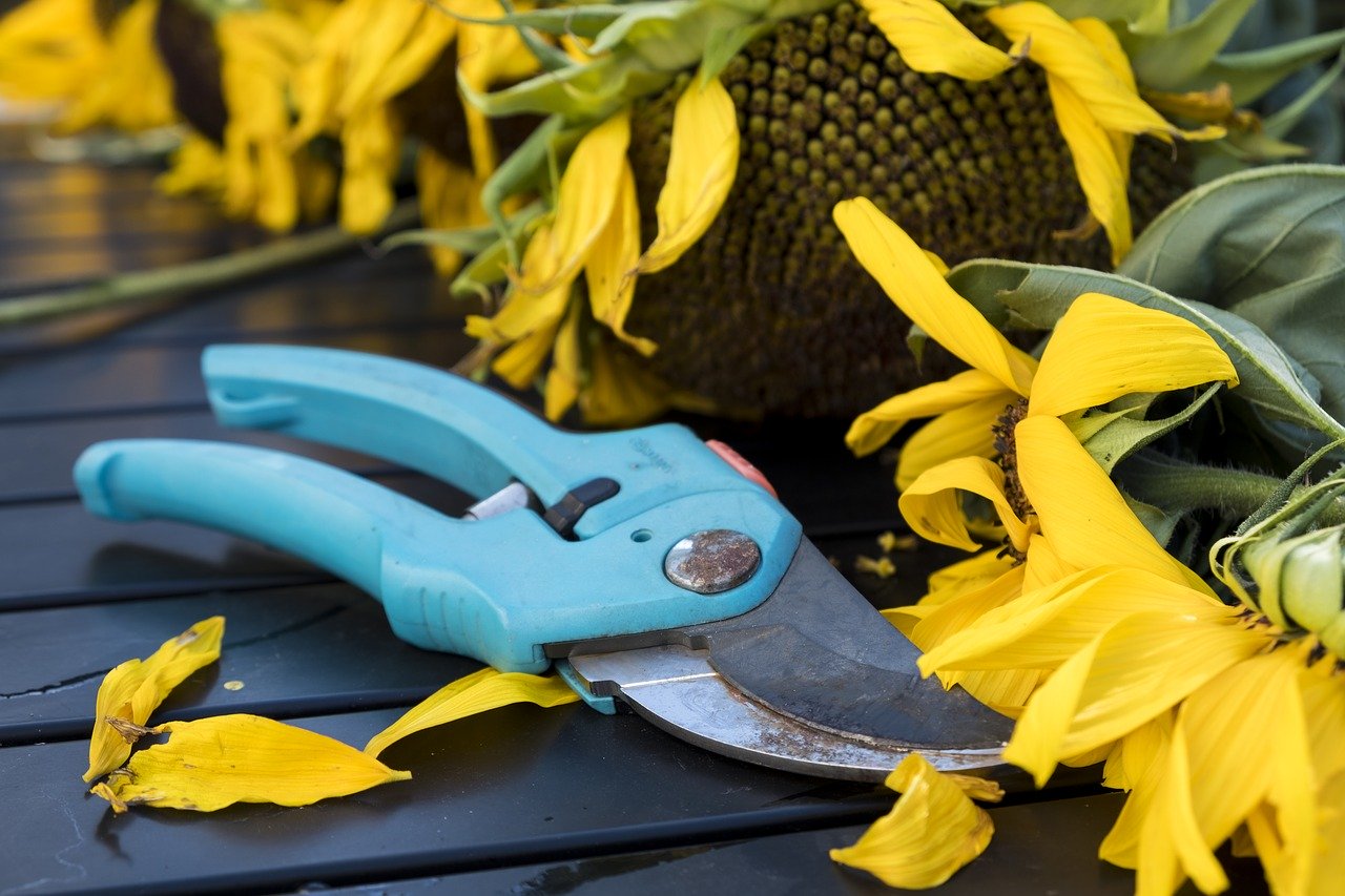 Tijeras para podar plantas