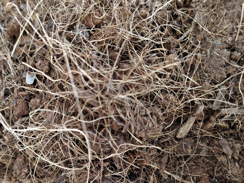 fibra de coco desmenuzada