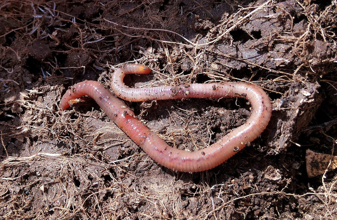Compost de lombriz natural y orgánico