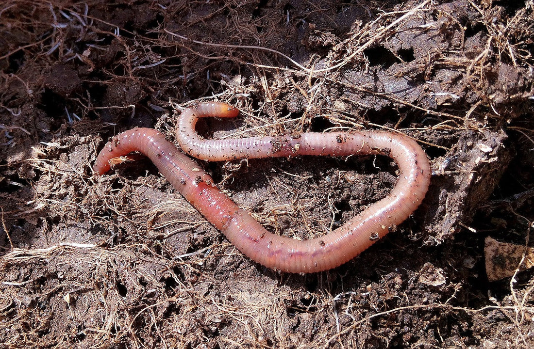 Compost de lombriz natural y orgánico