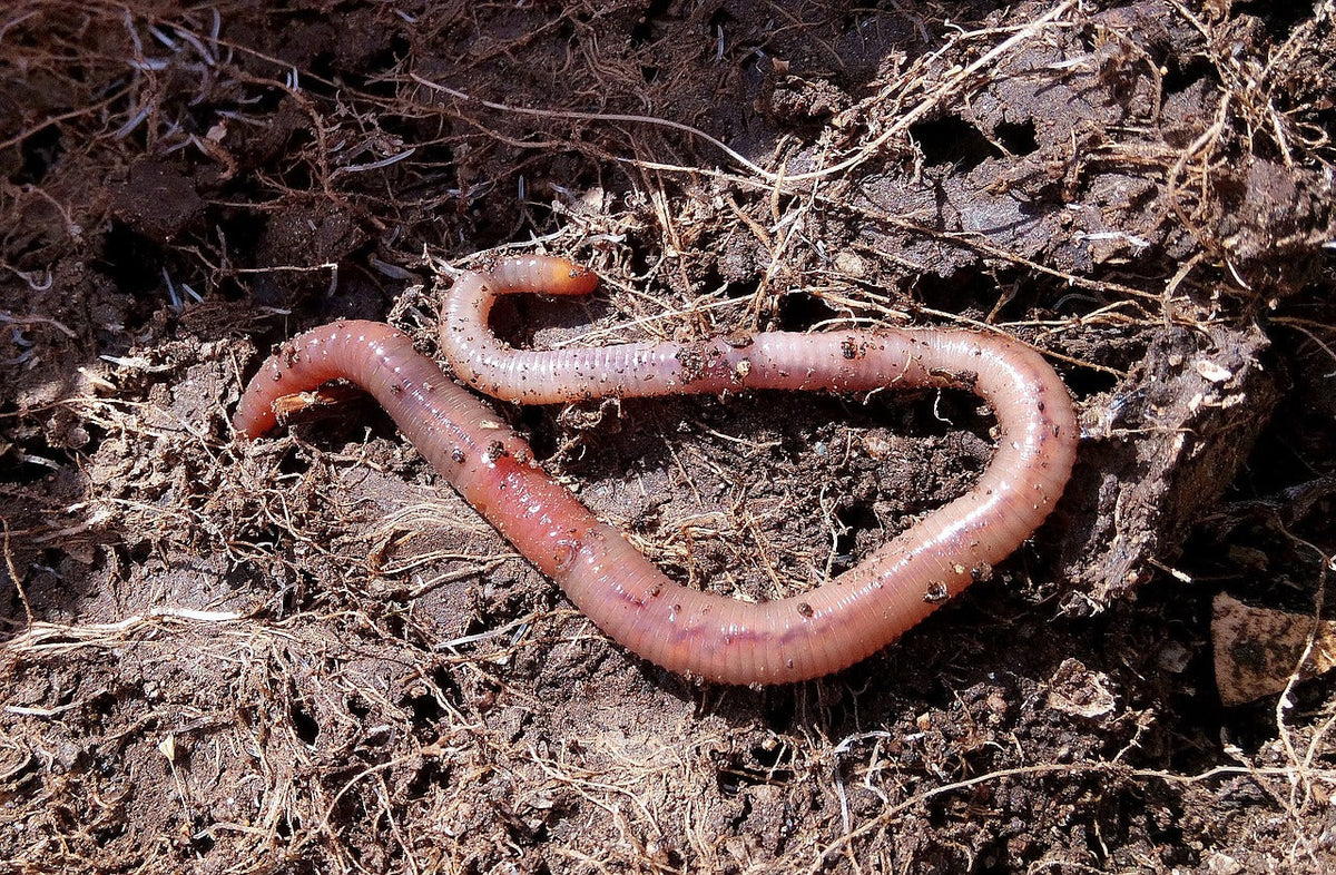 Compost de lombriz natural y orgánico