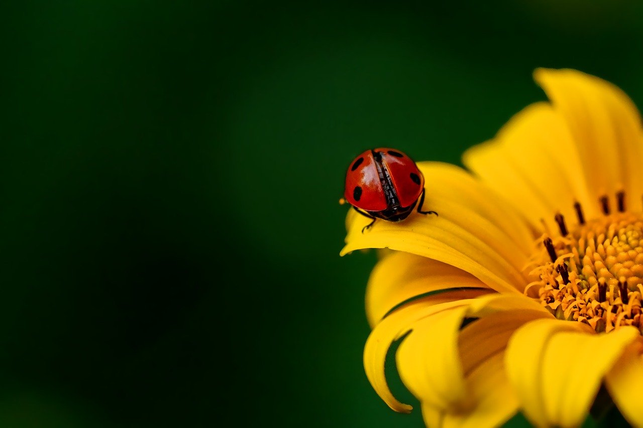 mariquita en flor de caléndula