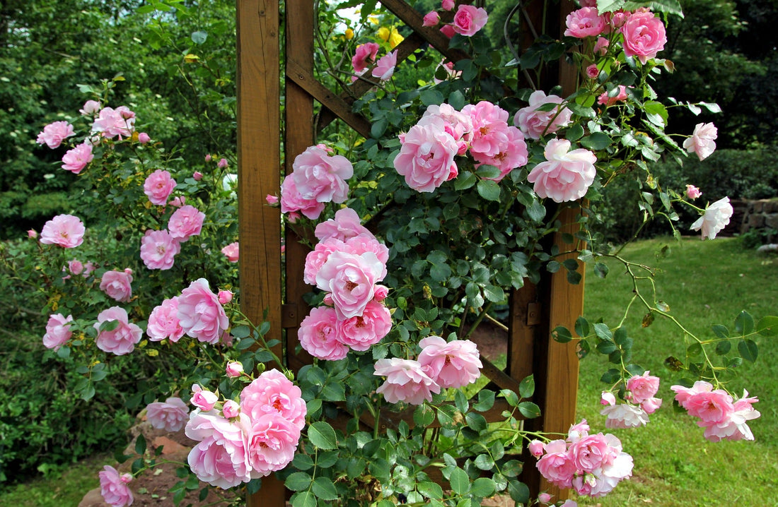 Arbusto Rosal en Jardín