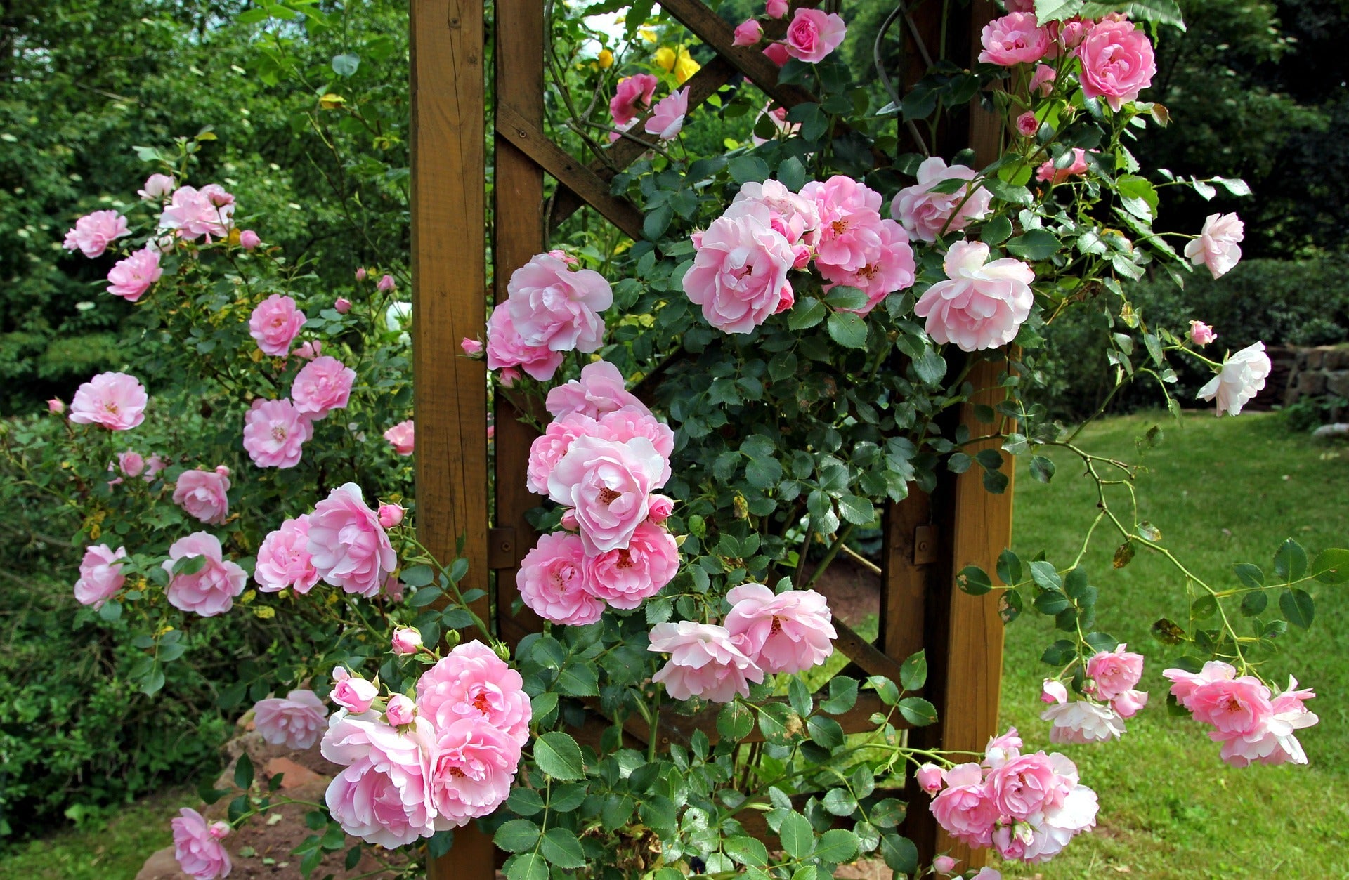 Arbusto Rosal en Jardín