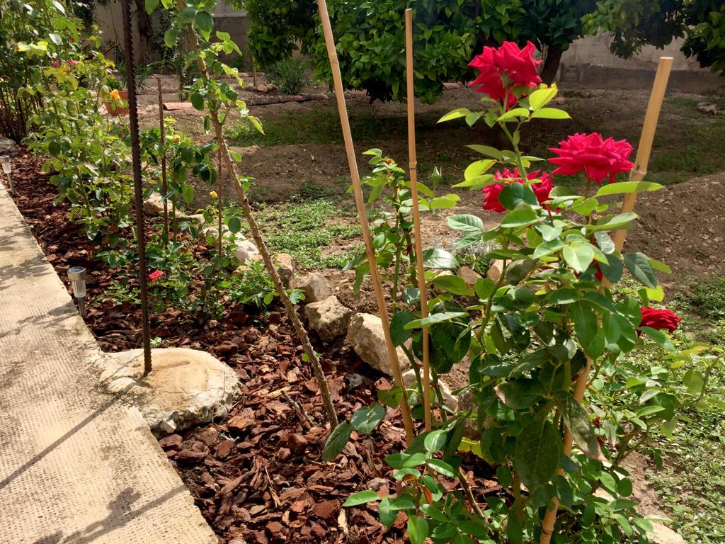 Rosal en jardín entutorado con cañas de bambú