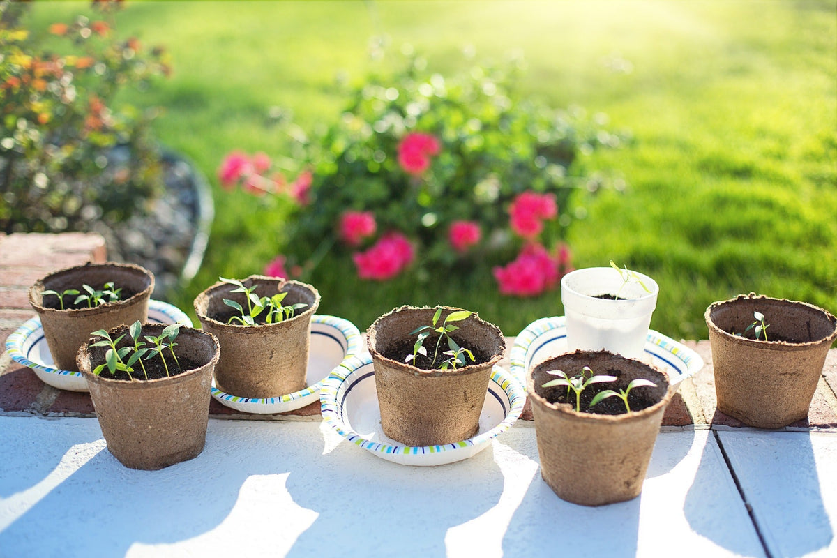 Cómo crear de forma fácil y rápida tu huerta orgánica