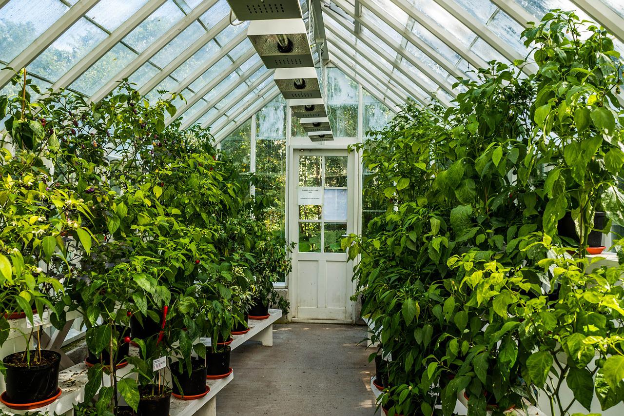 Jardín en el interior de un invernadero