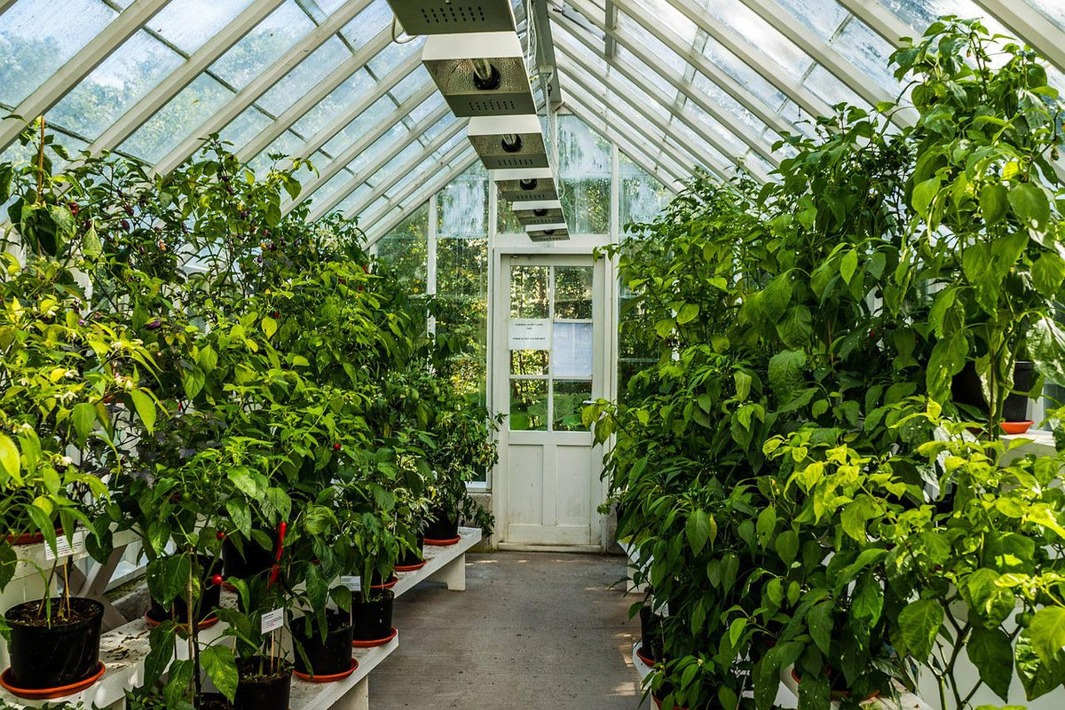 Jardín en el interior de un invernadero