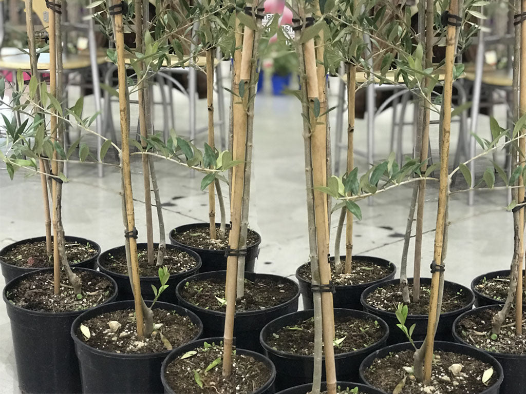 olivos plantados en macetas de produccion