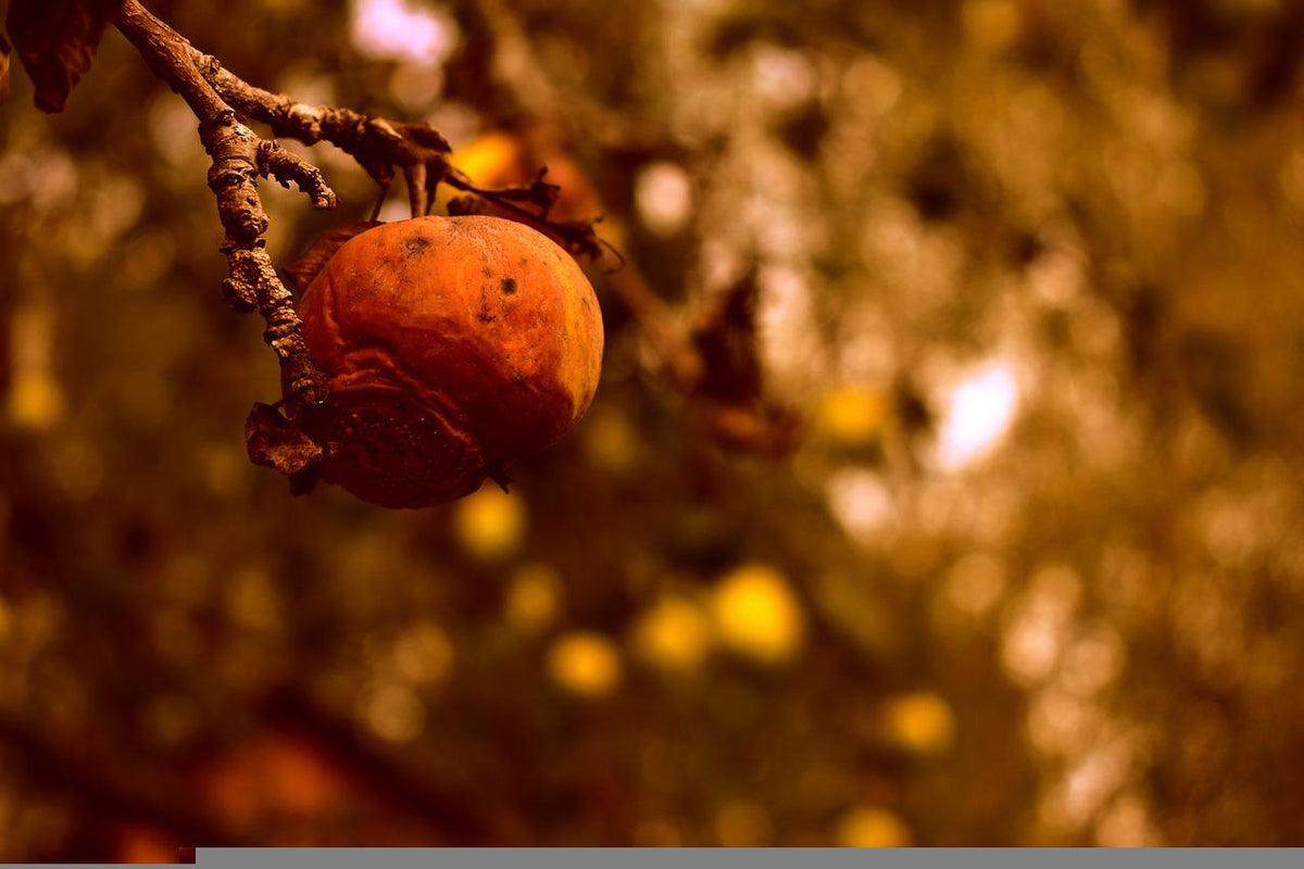 Manzana podrida