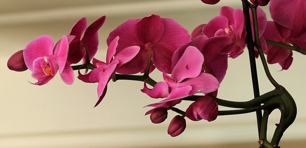 Orquídea en color rosa