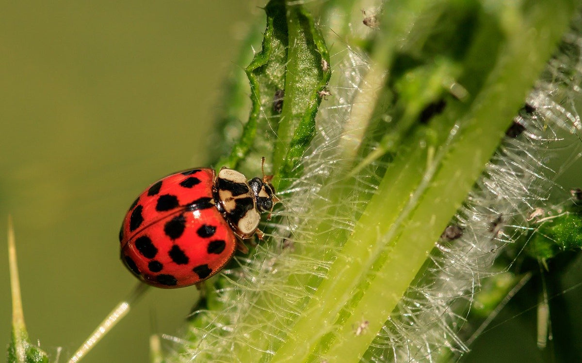 Mariquita comiendo pulgones de planta