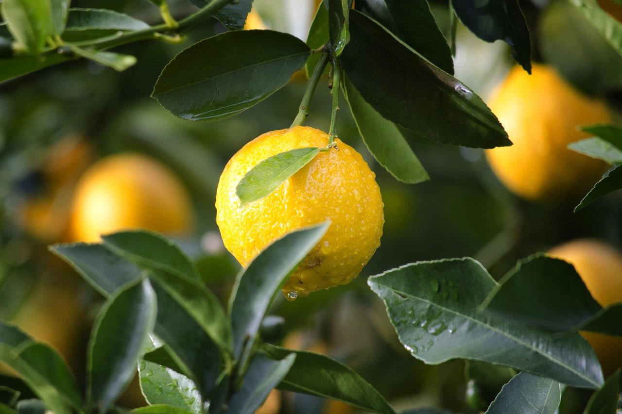 Árbol lleno de limones