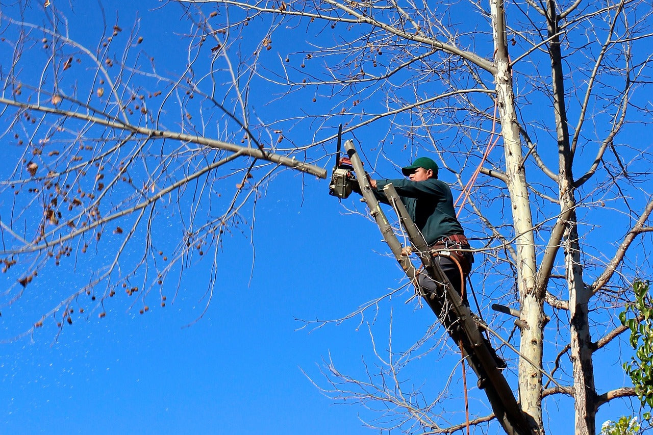 Jardinero podando árbol con motosierra