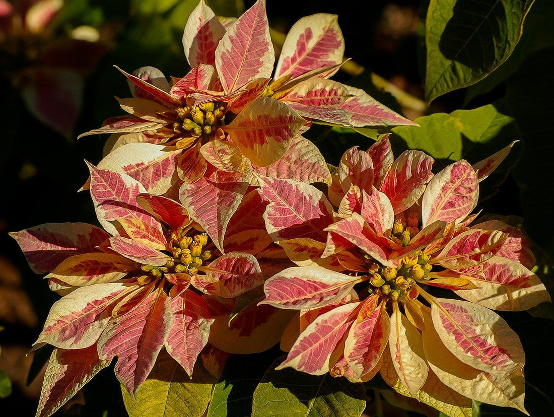 Flores de Pascua con hojas amarillas