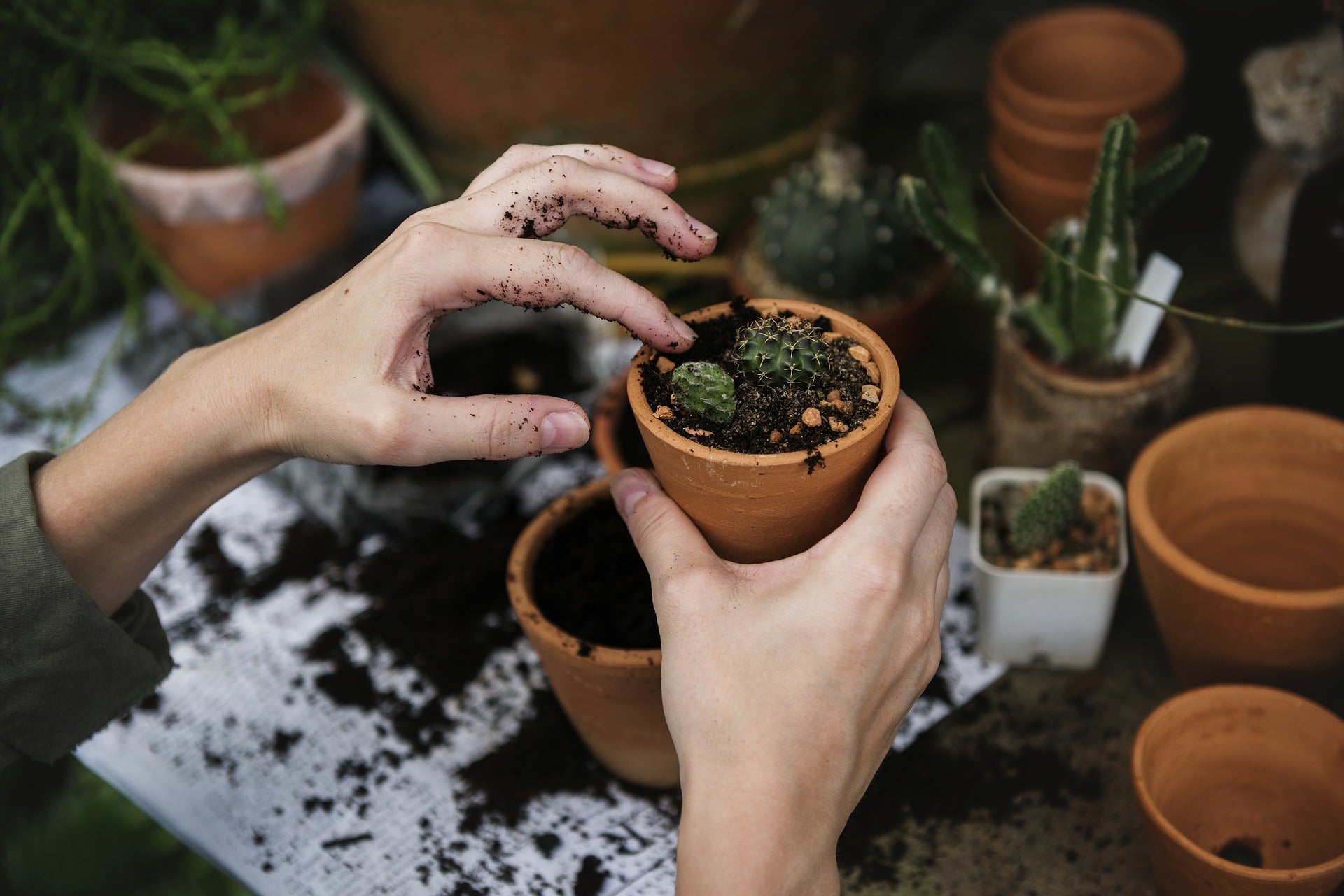 enmacetado de plantas