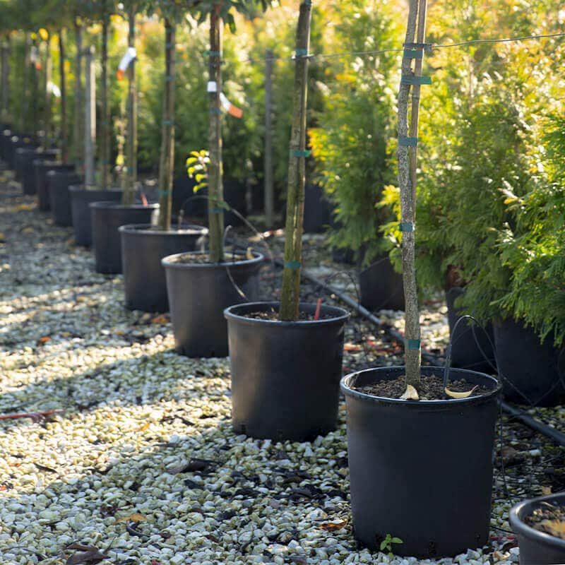 arboles frutales en maceta