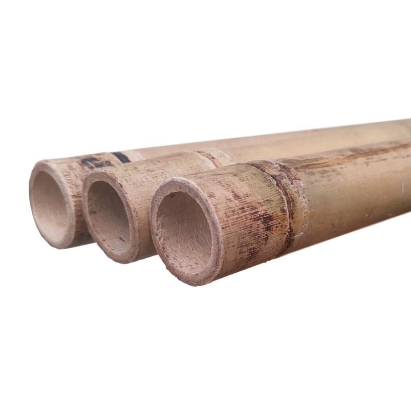 Cañas de bambú de gran calibre para decoración