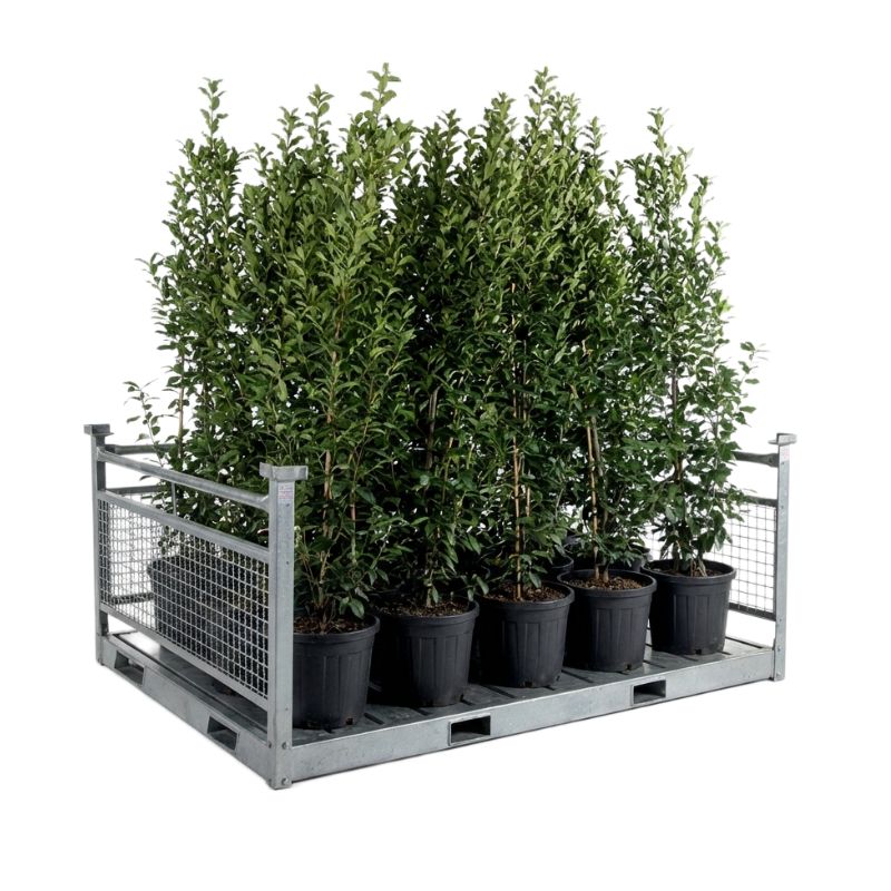 Cesta de Hierro Galvanizado para Transporte de Árboles
