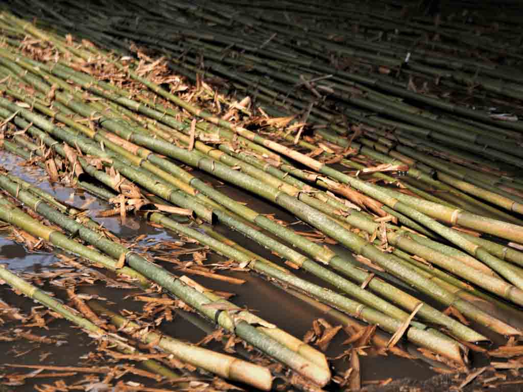 Cañas de bambu naturales