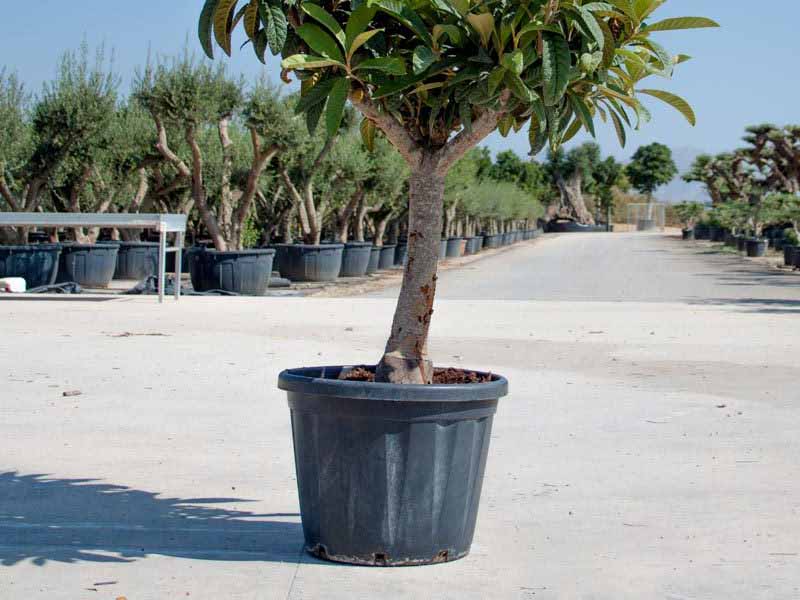 compra maceta grande barata de exterior online para plantar melocotoneros y otros árboles