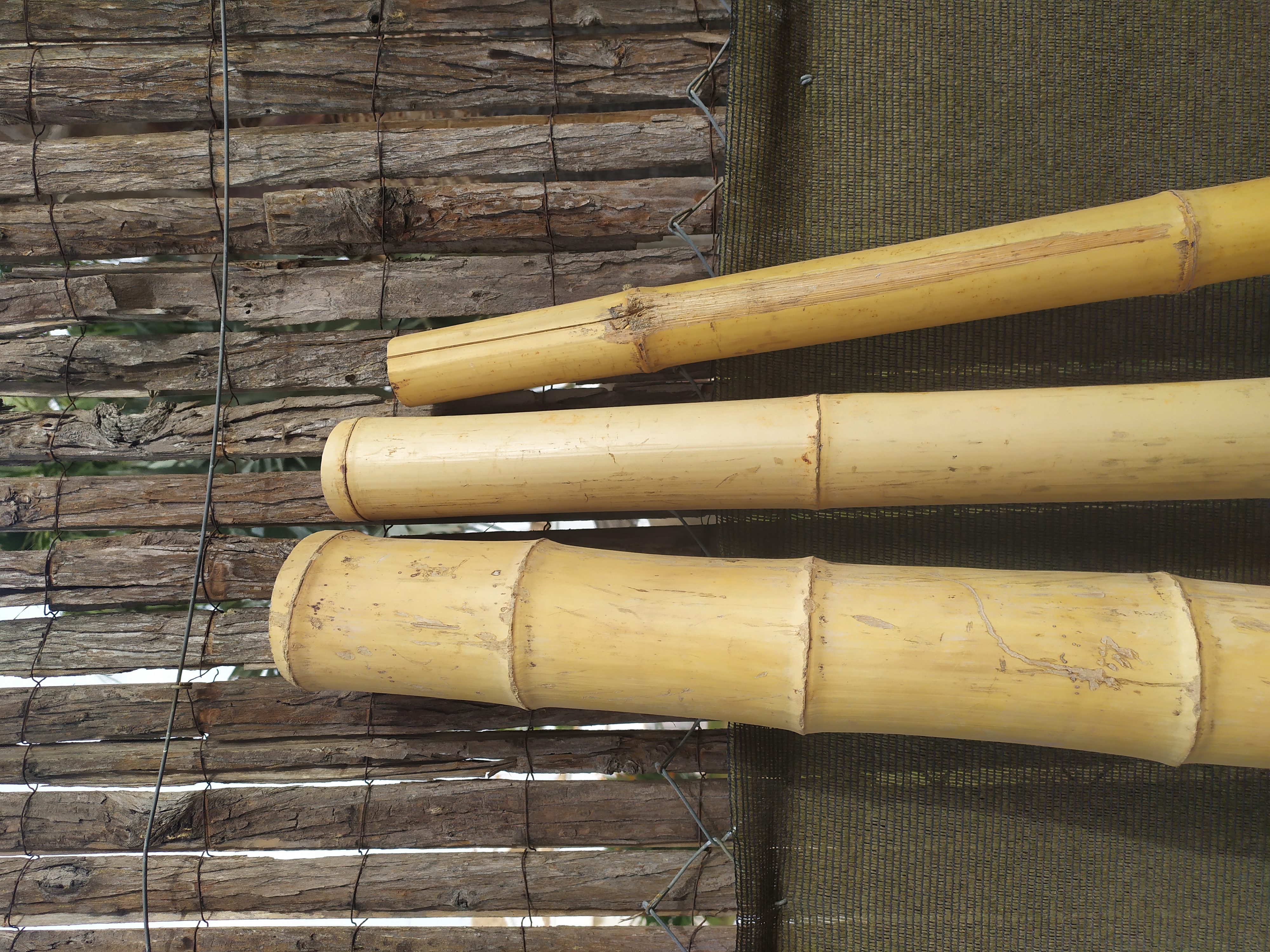, Cañas de bambú de grandes medidas 
