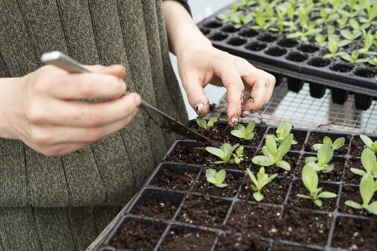 bandejas de alveolos para germinar semillas y cultivar esquejes de plantas perennes