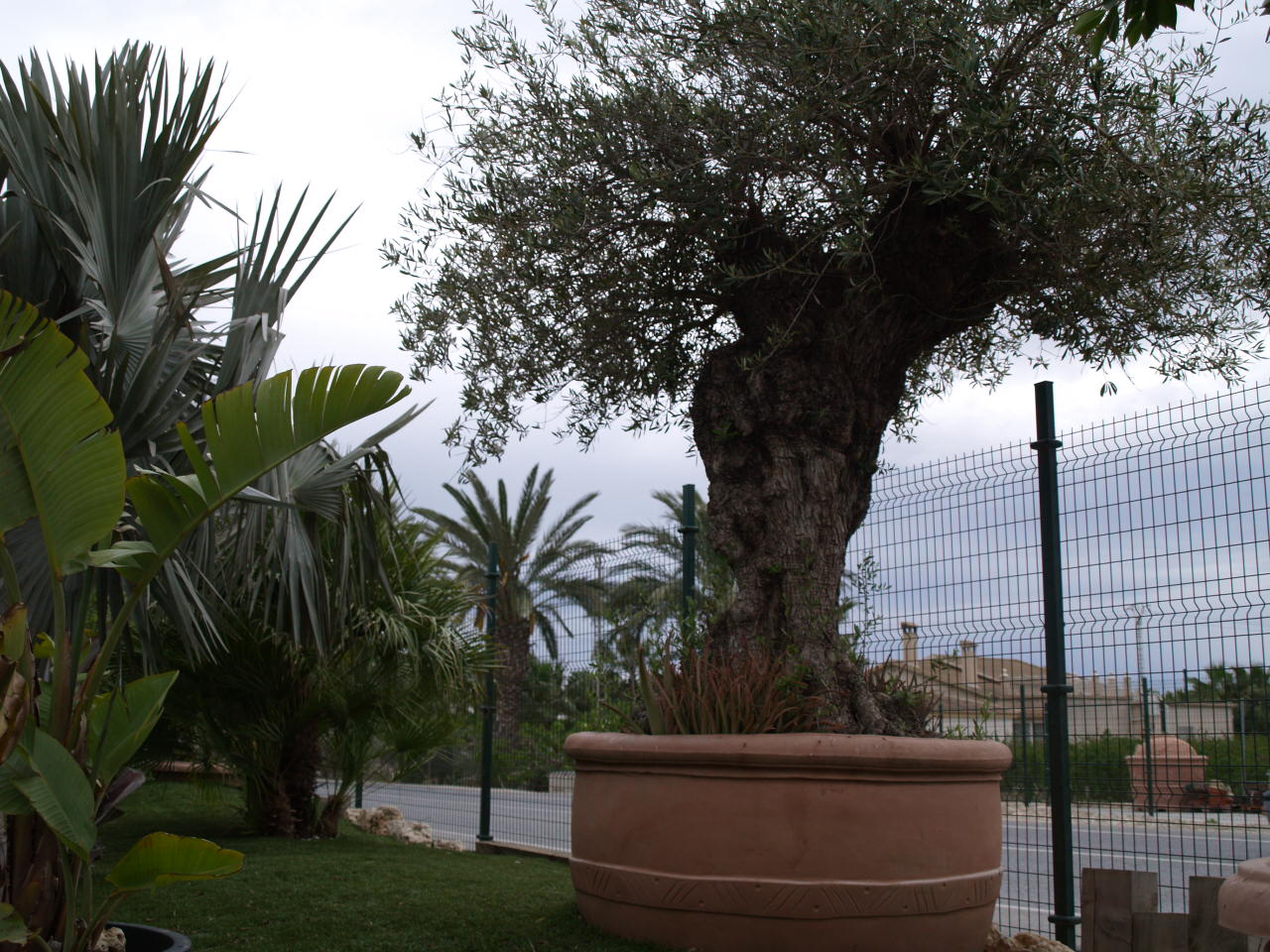 macetero de resina italiano de alta calidad en color terracota para árboles y palmeras de jardín