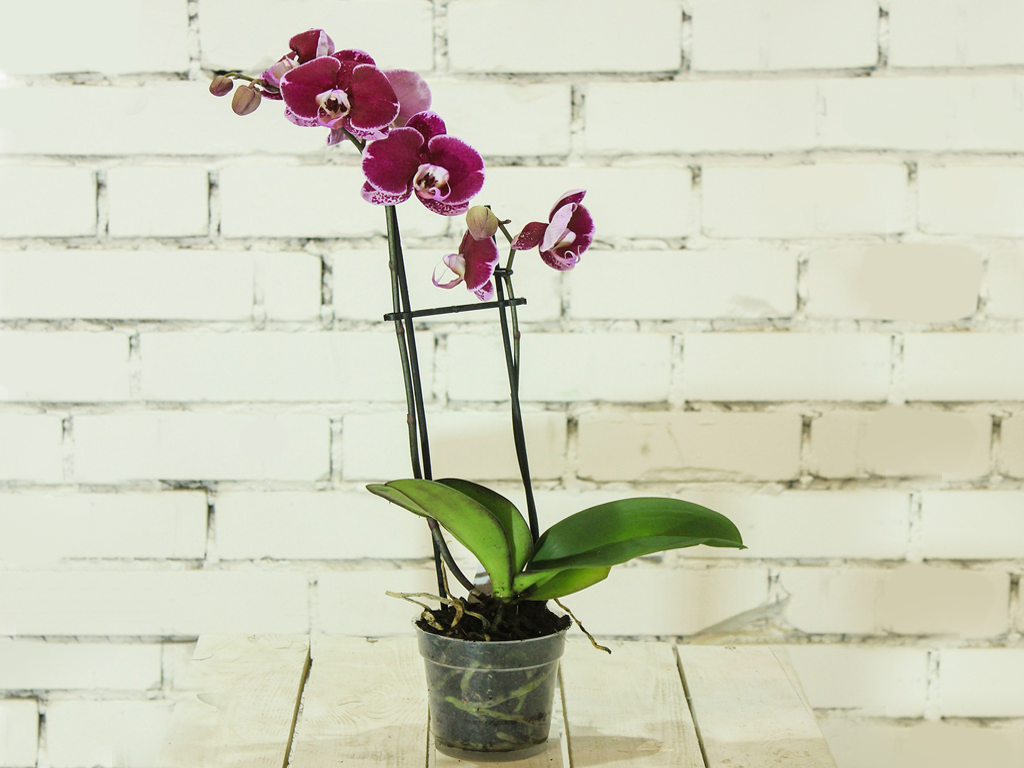 Orquídea entutorada con recortes de tutores de bambú verdes