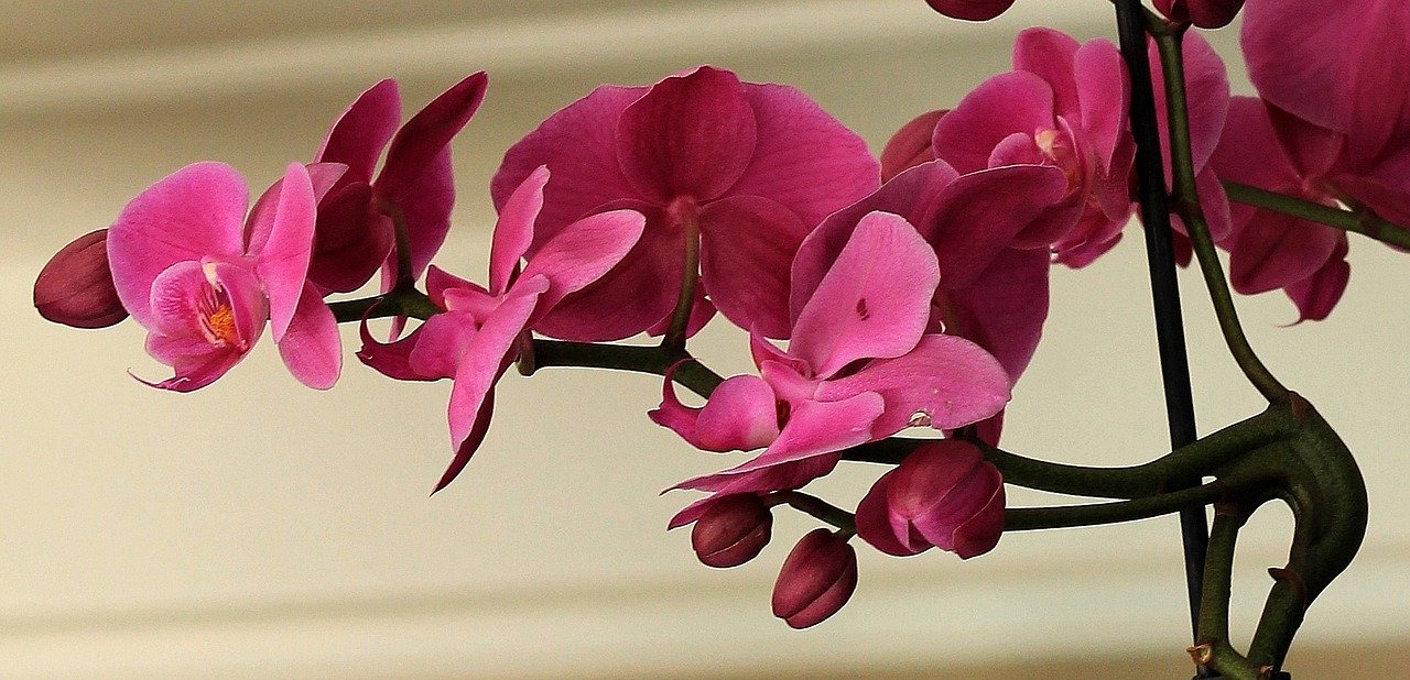 como regar una orquídea plantada en maceta