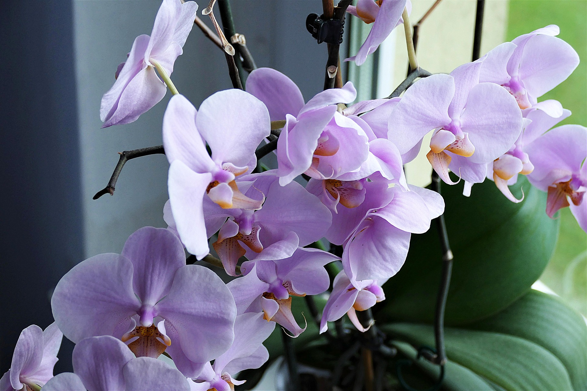 riega tus orquídeas sin dañarlas con nuestros trucos de jardinería