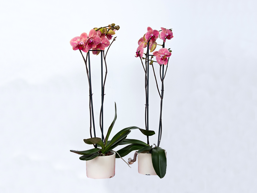 compra online productos de jardinería para orquídeas como macetas baratas decorativas transparentes, sustrato universal y fertilizantes