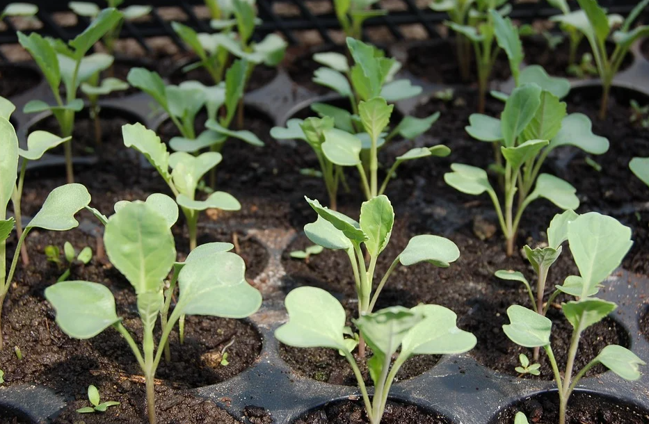 Cómo hacer semilleros caseros: consejos de experta para que tus plantas  germinen con éxito