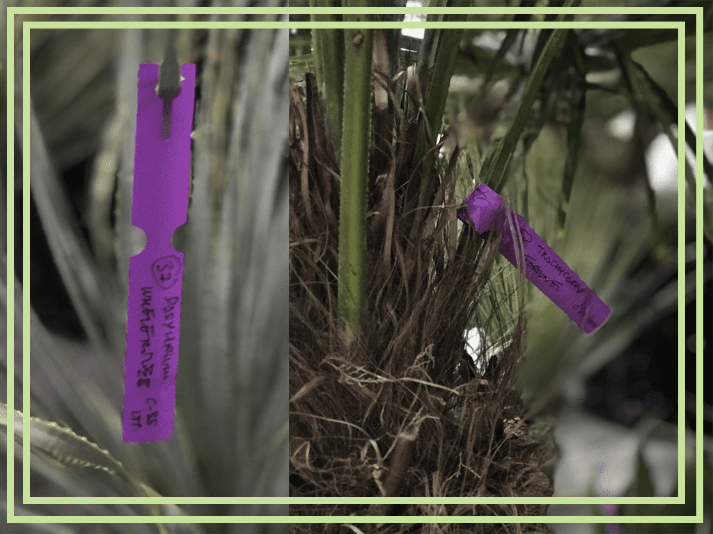 etiquetas bucle en color lila marcando planta en maceta