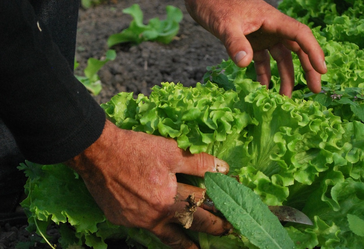 consumir alimentos organicos favorece a los agricultores