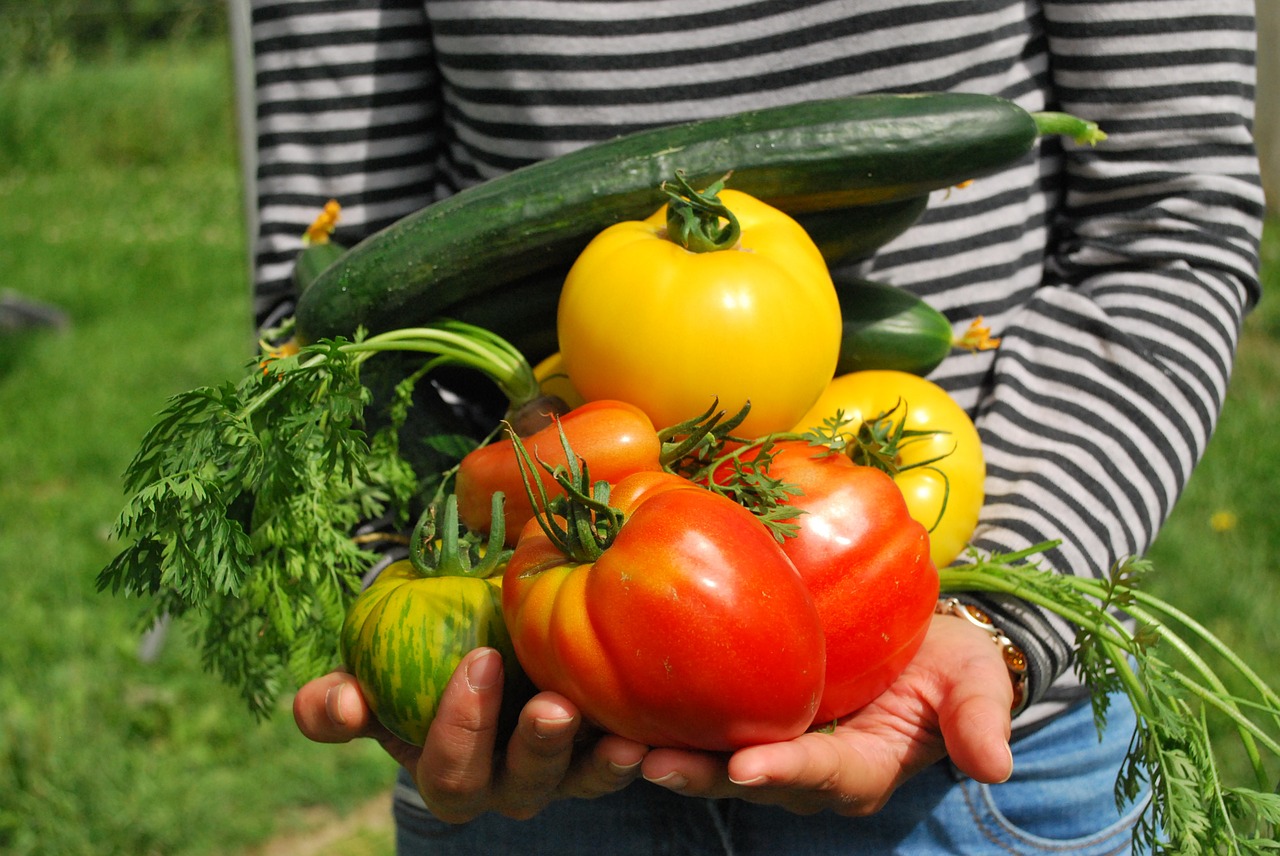 cultivo de verduras organicas en huerto ecologico