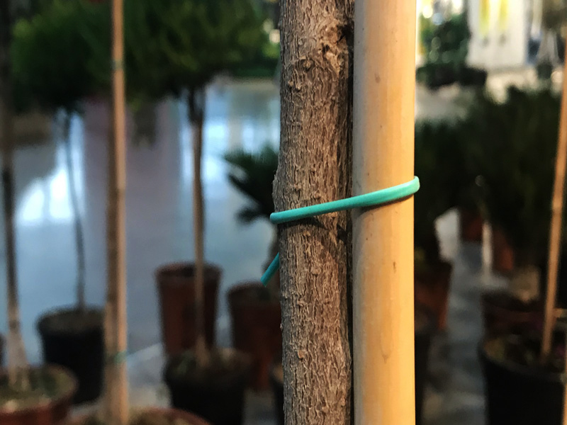 Caña de bambú usada como tutor para plantas y atada con tubo agrícola verde