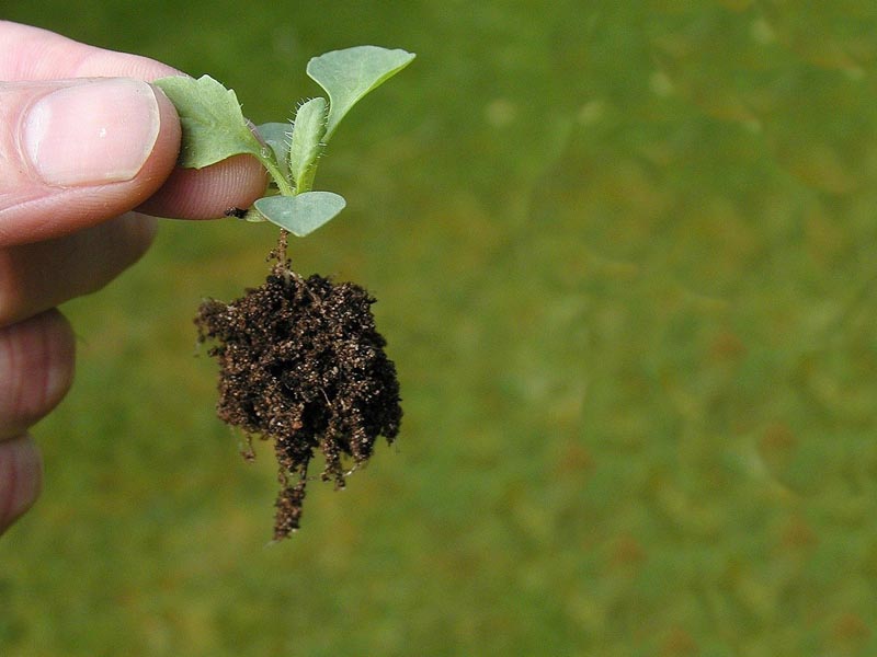 trasplantar una planta sin arrancar las raíces