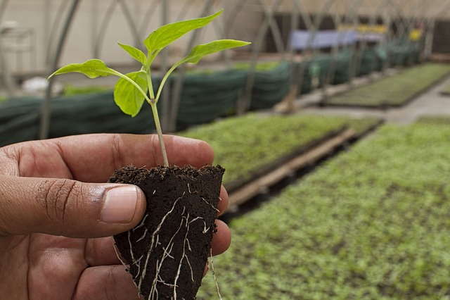 Cuáles son las ventajas de cultivar en semilleros? Atento a estos puntos